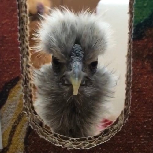 My pet chicken, Stevie Chicks